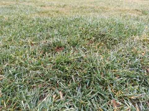 Fresh Grass Фото