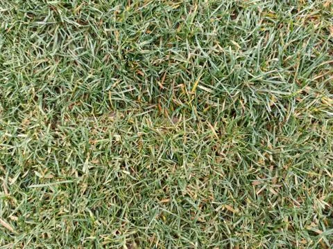 Fresh Grass Fotos de archivo