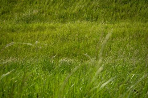Fresh grass 스톡 사진