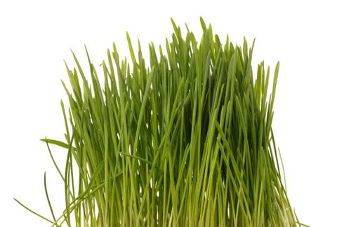 Fresh grass Stock Photos