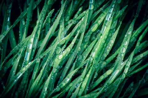 Fresh grass Stock Photos