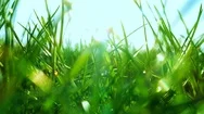 Fresh Grass On A Sunny Green Field At Sunrise, Nature Background Stock Footage