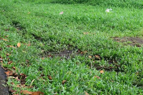 Fresh Grass Surface With Fallen Leaves. Stock Photos