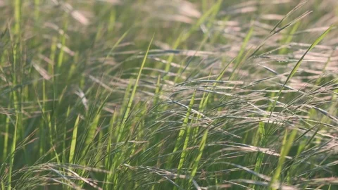 Fresh grass swaying in the gusting wind in slow motion. Stock Footage 109796665