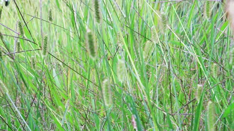 Fresh grass swaying in the wind Stock Footage 23712253