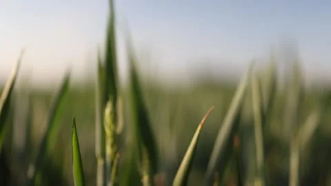 Fresh grass sways in warm evening breeze Stock-Footage 337941579