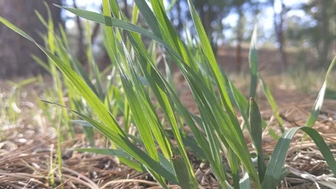 Fresh Grass Waving in the Wind Stock Footage 268084746
