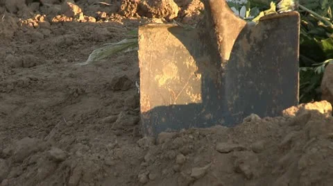 FRESH GRAVE 3 스톡 동영상 11172530