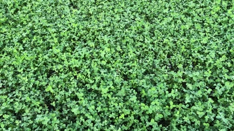 Fresh Green 3 Leaves Clover with Rain Drops Stock Footage 332395239