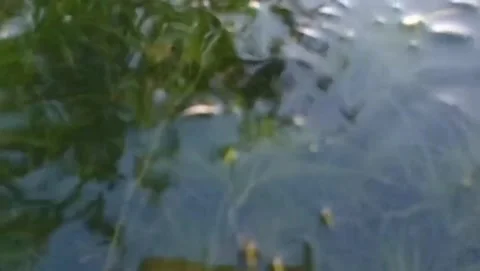 Fresh green algae plants appear to be alive in the aquatic environment. Stock Footage 323956801