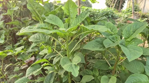 Fresh Green Amaranth Plants Growing In Fertile Agricultural Field 動画素材 337315341