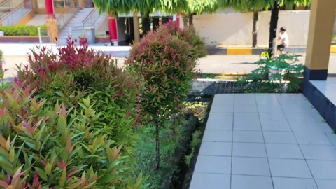 Fresh Green and Red Leaf Bushes Beside a Tiled Walkway in Sunny Outdoor Garden Stock Footage 319435424
