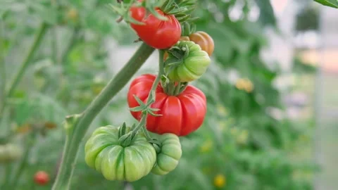 Fresh green and red ribbed tomatoes growing and ripening on a vine. Close-up Stock Footage 250254656