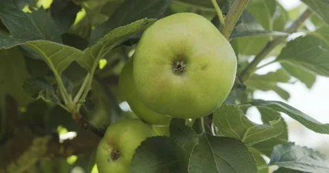 Fresh green apple on tree Video stock 134390779