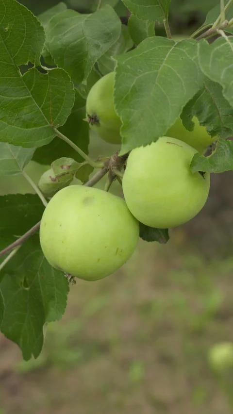 Fresh Green Apples Growing on a Branch in a Lush Summer Orchard Garden Stock Footage 339920179