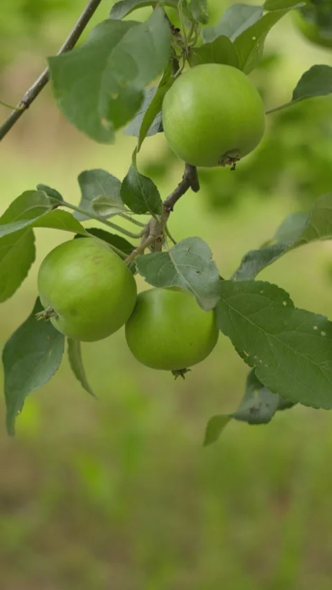Fresh Green Apples Growing on a Tree Branch in a Sunny Summer Orchard Stock-Footage 339918476