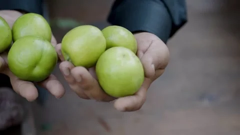 Fresh Green Apples in Hands Video stock 317781756