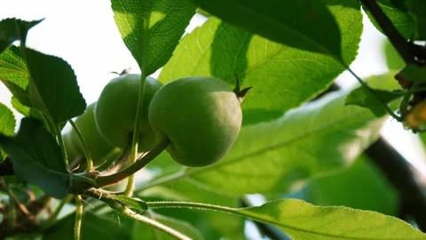 Fresh Green Apples Hanging on Tree Branch in Sunlit Orchard Stock Footage 287935199