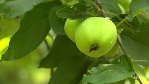 Fresh Green Apples Hanging on a Tree Branch in a Sunny Orchard Garden Stock-Footage 339625607