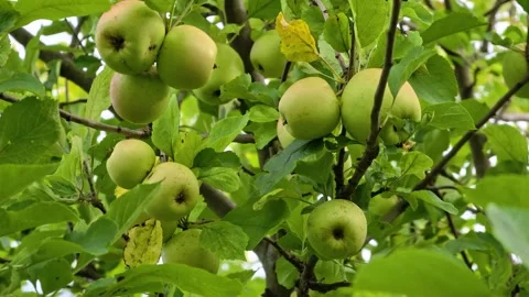 Fresh green apples hanging from a tree branch, great for food or decoration Stock Footage 344796566