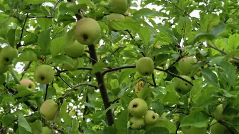 Fresh green apples hanging from a tree branch, great for food or decoration Stock Footage 344796661