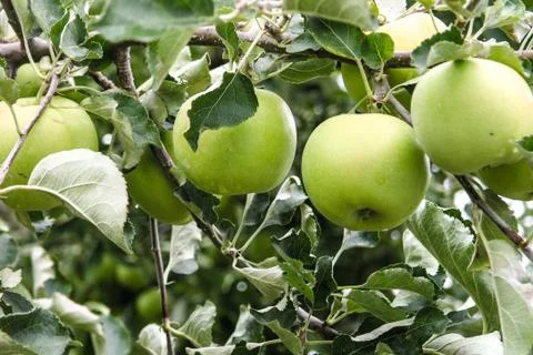 Fresh green apples 스톡 사진