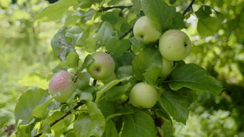 Fresh green apples with rain drops on them, growing on a branch. Stock-Footage 167166387