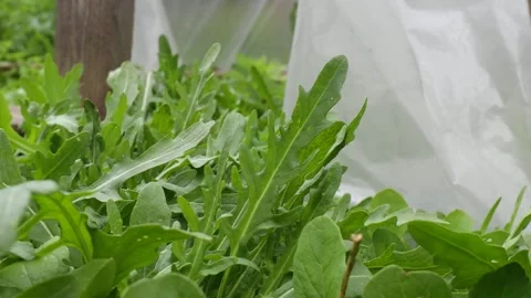 Fresh green arugula growing in vegetable garden under protective cover orga.. Stock Footage 311566908