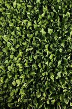 Fresh green aster pattern Stock Photos