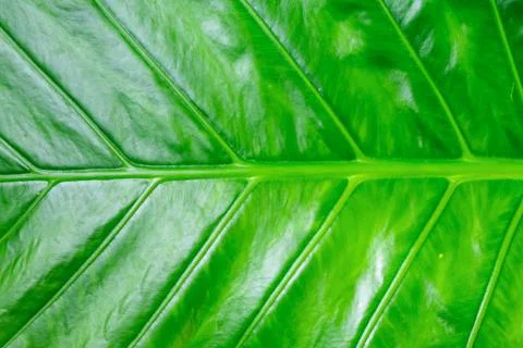 Fresh green background. Vegetable base tropical plant banana leaf with veined Stock Photos
