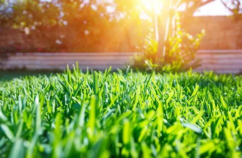 Fresh green backyard Stock Photos