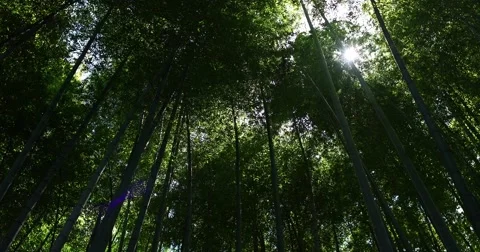 Fresh green at bamboo forest downtown Tokyo, Japan Stock Footage