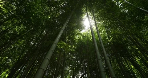 Fresh green at bamboo forest downtown Tokyo, Japan Stock Footage