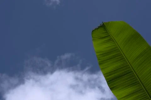 Fresh green banana leaf blue cloudy sky Stock Photos