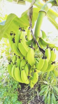 Fresh green banana 库存照片