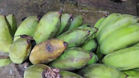 Fresh green bananas hang cluster on a stalk Stock Footage 330717853