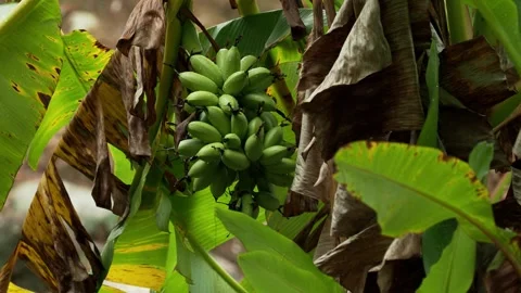 Fresh Green Bananas Hanging on Tree After Tropical Rain Stock-Footage 340376797