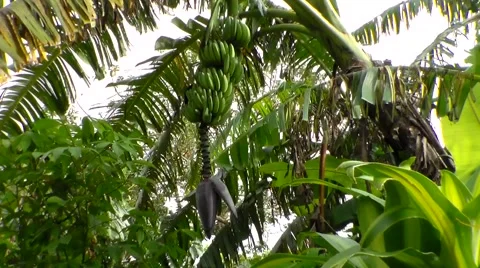 Fresh green Bananas on the tree Stock Footage