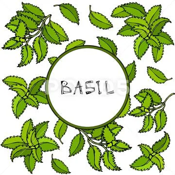 Fresh Green Basil Background and Frame. Aromatic Cooking Herb