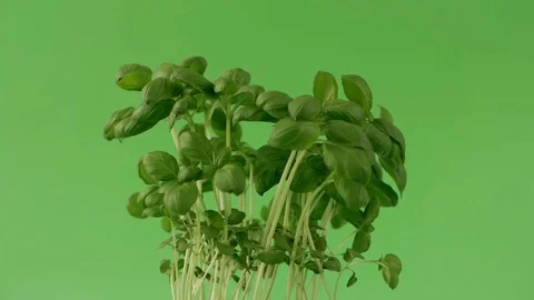 Fresh green basil green screen background brown flowerpot closeup blown wind Stock Footage 125752159
