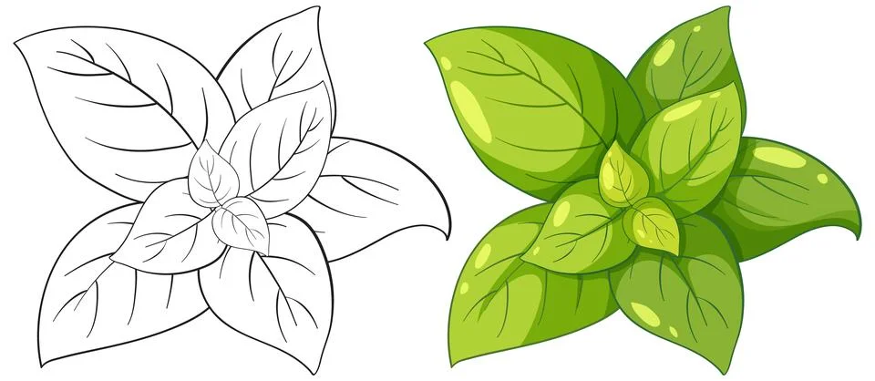 Fresh Green Basil Herb Vector Illustration in Color and Outline Stock Illustration
