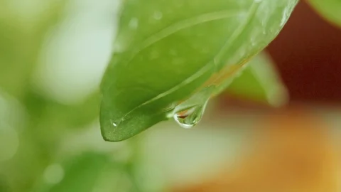 Fresh Green Basil leafs Stock Footage 92966842