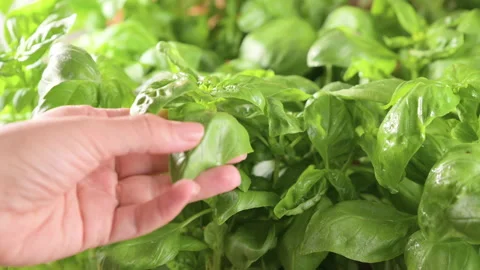 Fresh green basil leaves. Bright light in the leaves and basil bush. Close-up Stock Footage 196435096