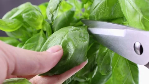 Fresh green basil leaves cut with knife close up 스톡 동영상 242515632