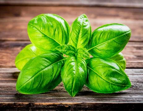 Fresh Green Basil Leaves on Rustic Wooden Table for Premium Herb Object and.. Stock Photos
