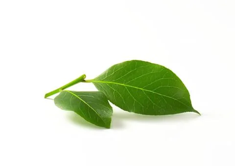 Fresh green basil leaves on stem Stock Photos