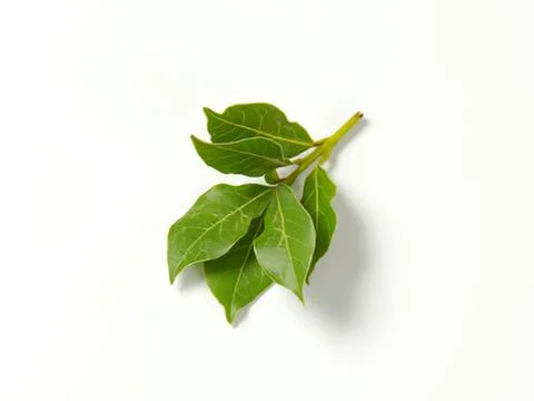 Fresh green basil leaves on stem Stock Photos
