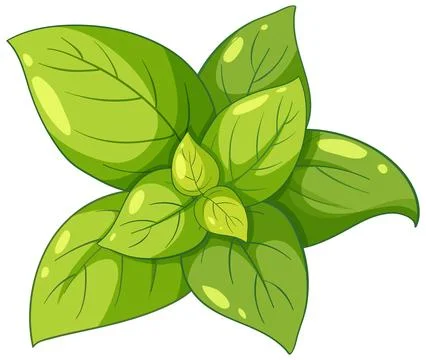 Fresh Green Basil Leaves Vector Illustration on White Background Stock Illustration