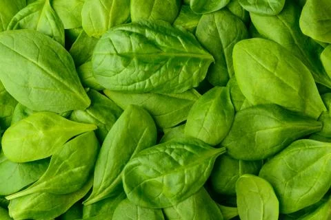 Fresh green basil Stock Photos