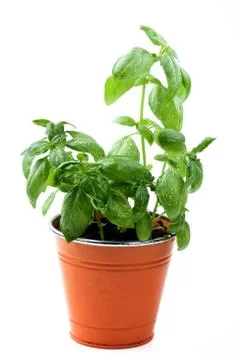 Fresh Green Basil Stock Photos